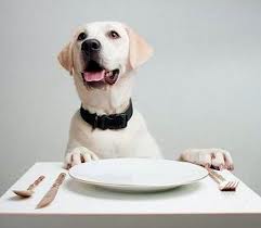 seminario sull'alimentazione del cane